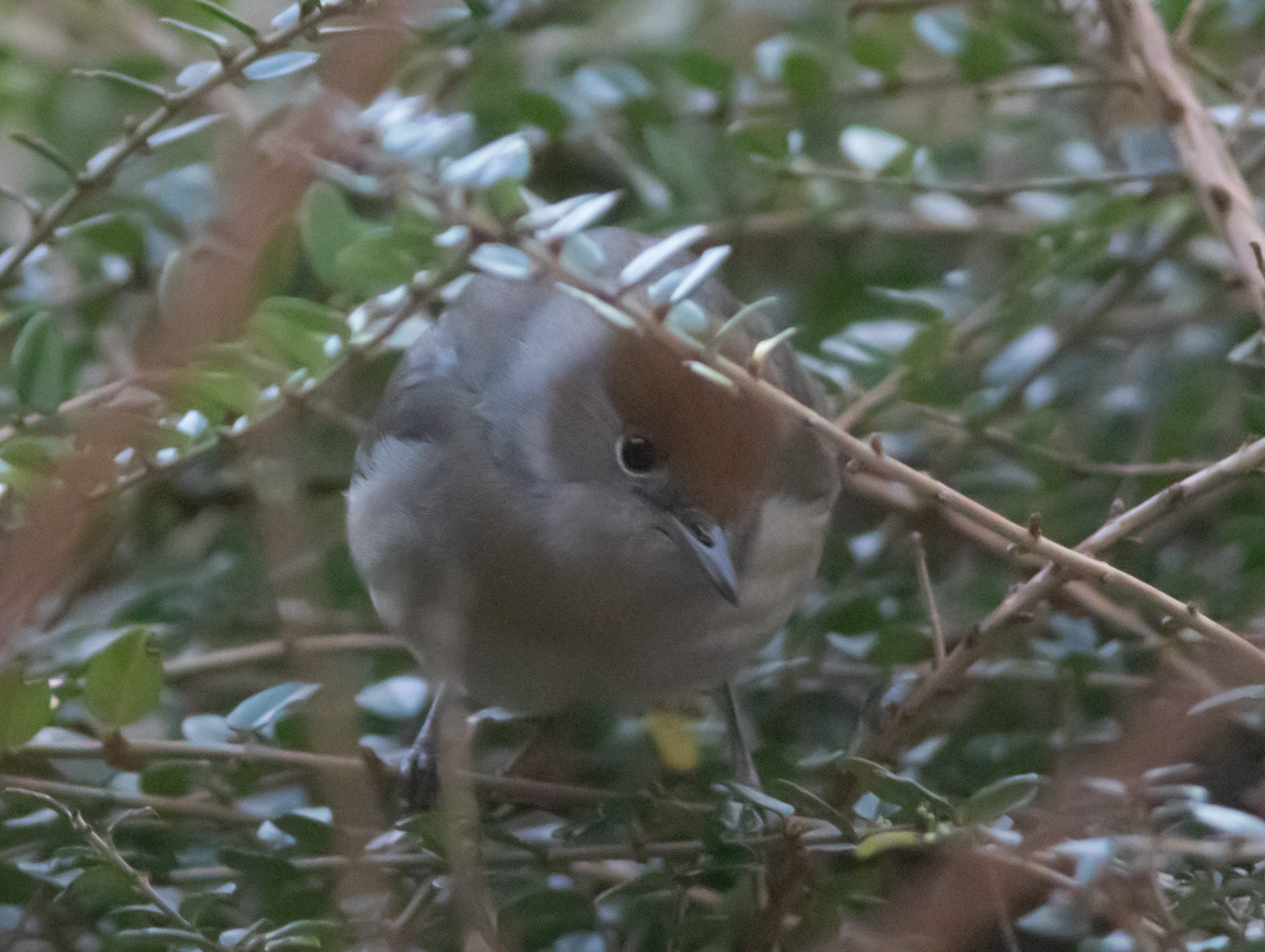 Miniature